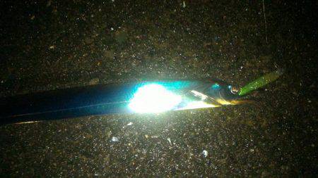 ワインドで太刀魚